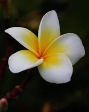 Profile picture for user mordor-chikori