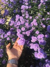 Profile picture for user daopradub