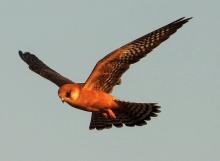 Profile picture for user odedceder