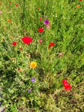 Profile picture for user rutike