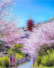 Profile picture for user Nihongo3