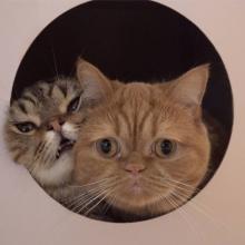 Profile picture for user MissRiya