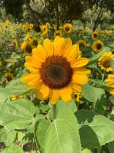 Profile picture for user samapornpanmanee