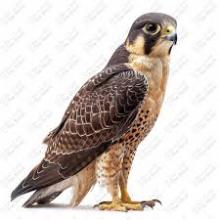 Profile picture for user huzeyfealbasti