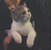 Profile picture for user togiangg