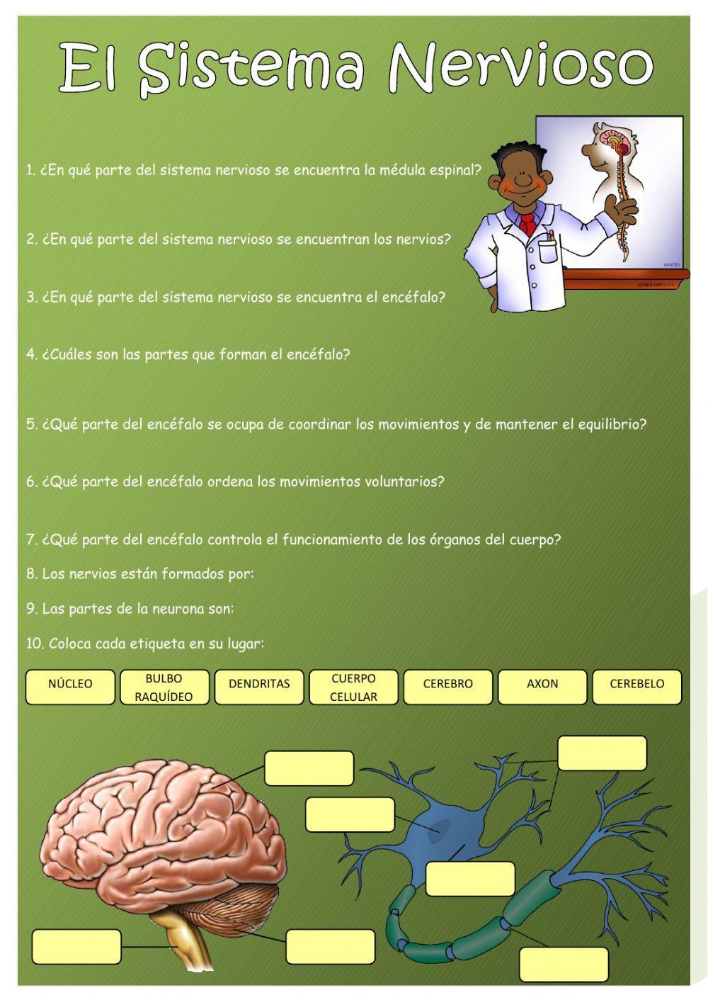 El sistema nervioso El sistema nervioso