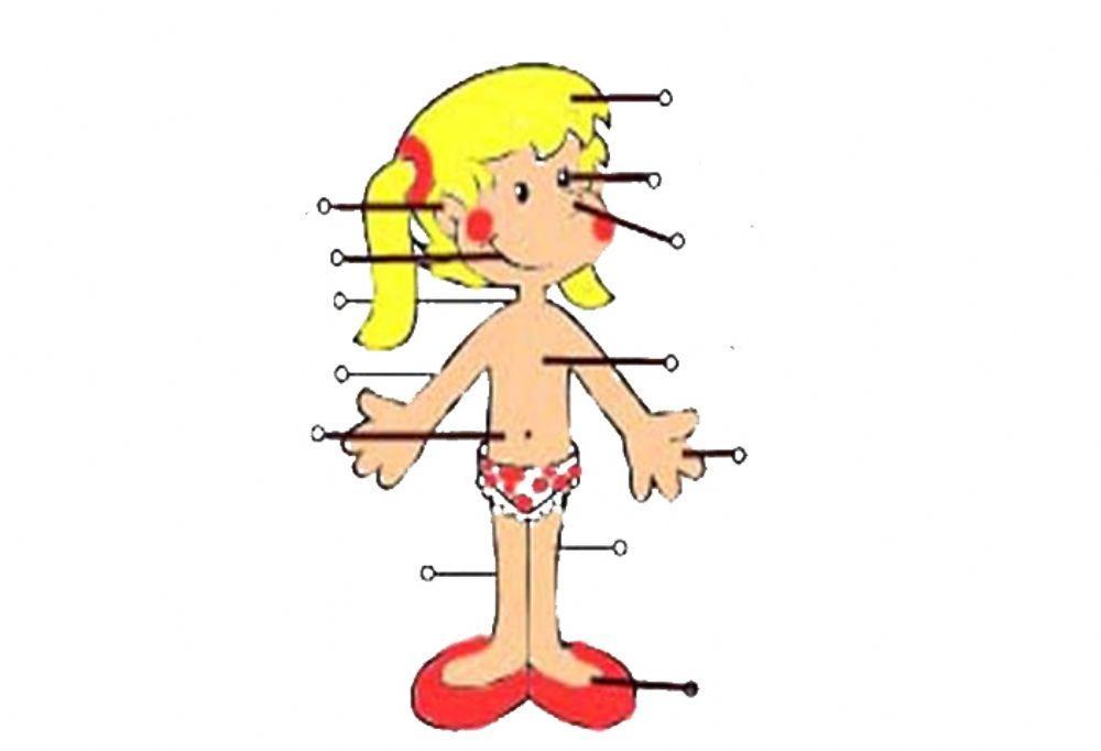 Vocabulário 07 -partes do corpo