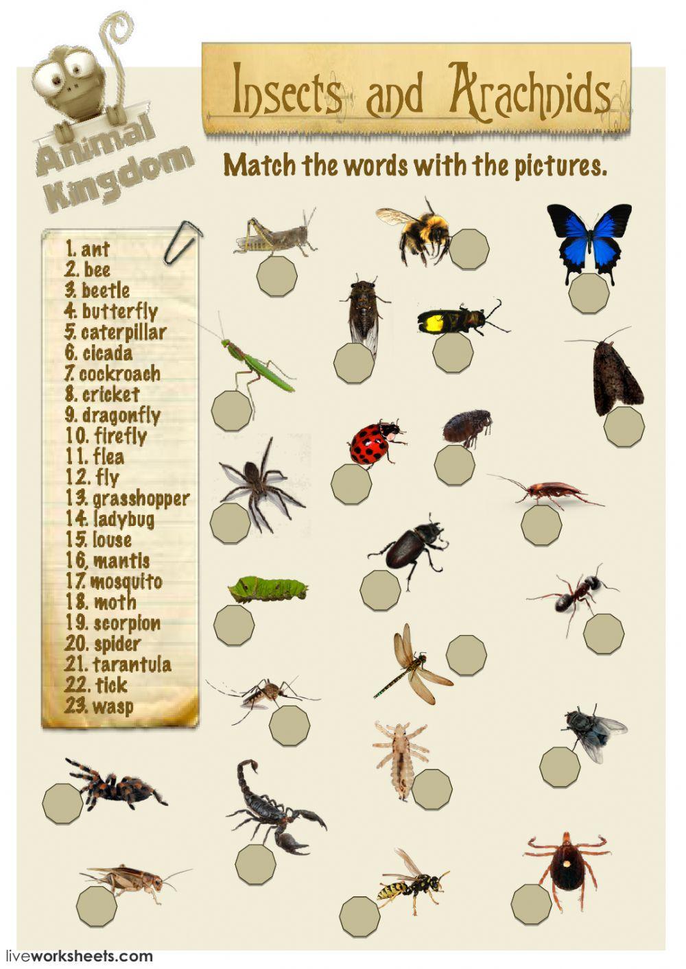 Animal Kingdom - Insects
