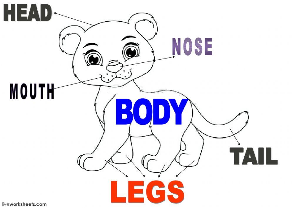 PARTS OF AN ANIMAL BODY