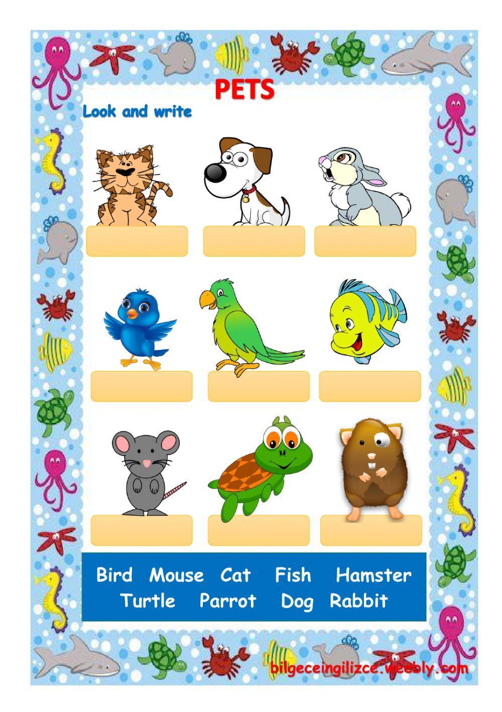 Pets Pets