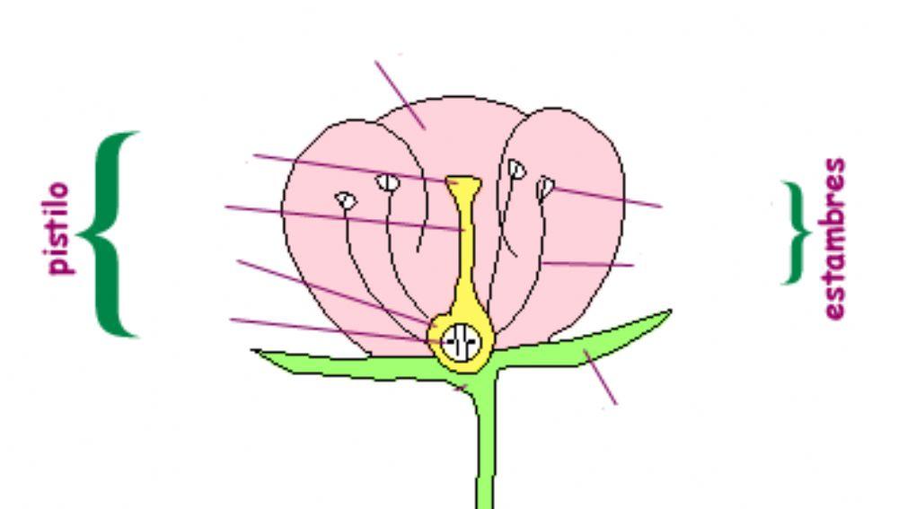 Partes de una flor (2)