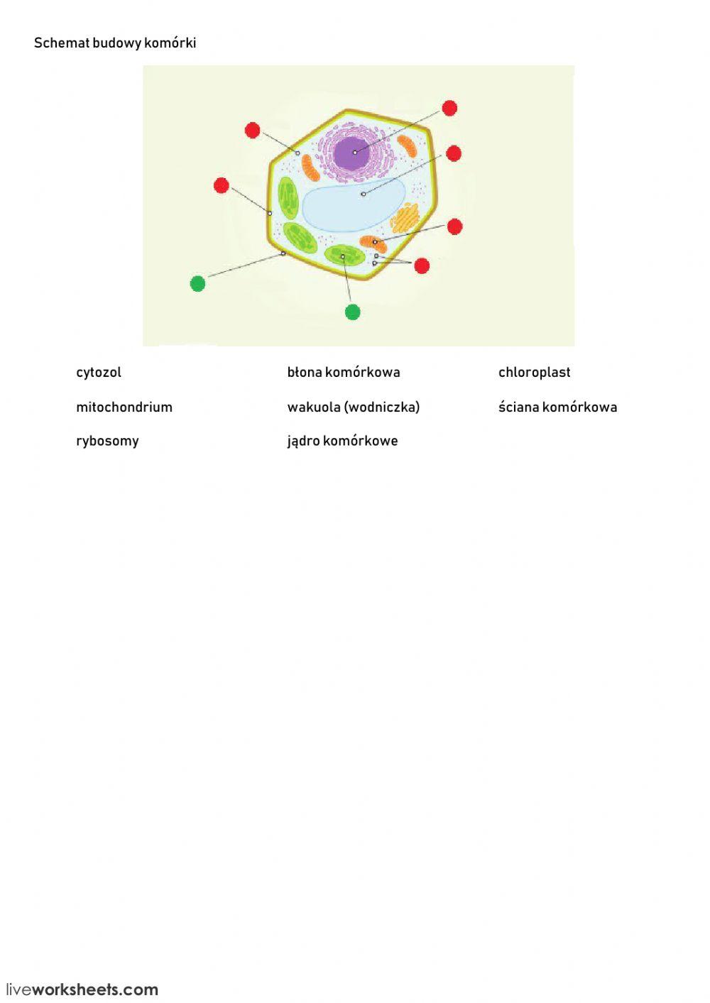 Schemat budowy komórki roślinnej worksheet | Live Worksheets