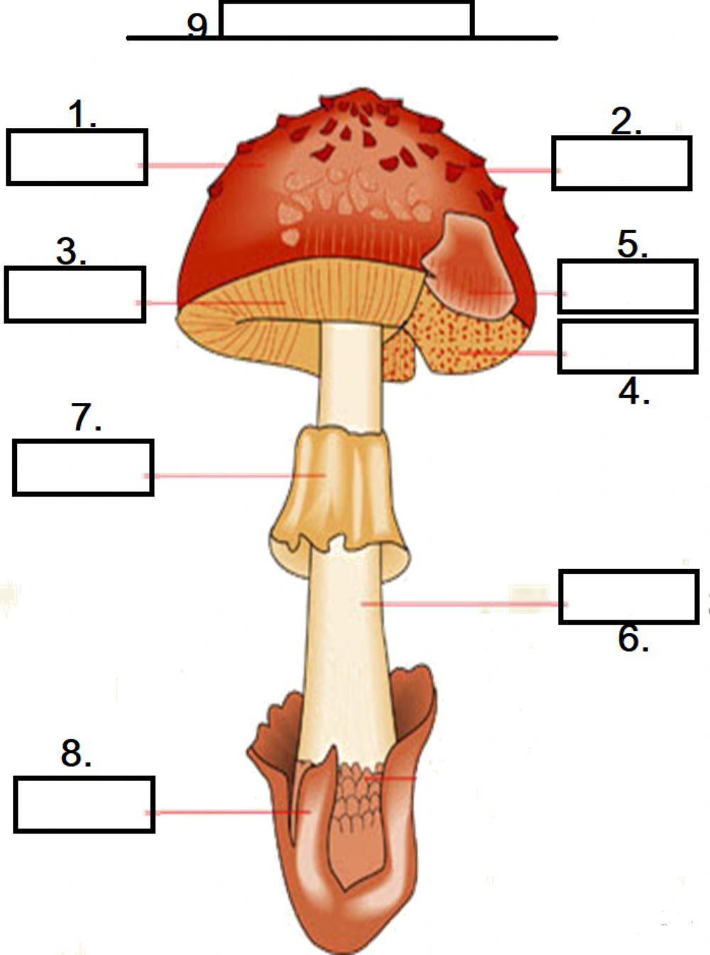 Mushroom Diagram