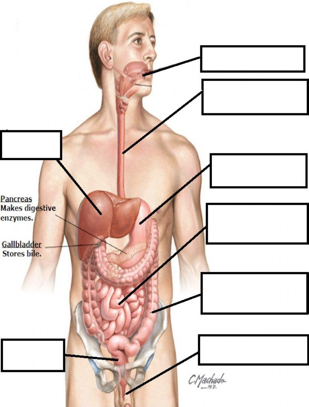 Basic Digestive System