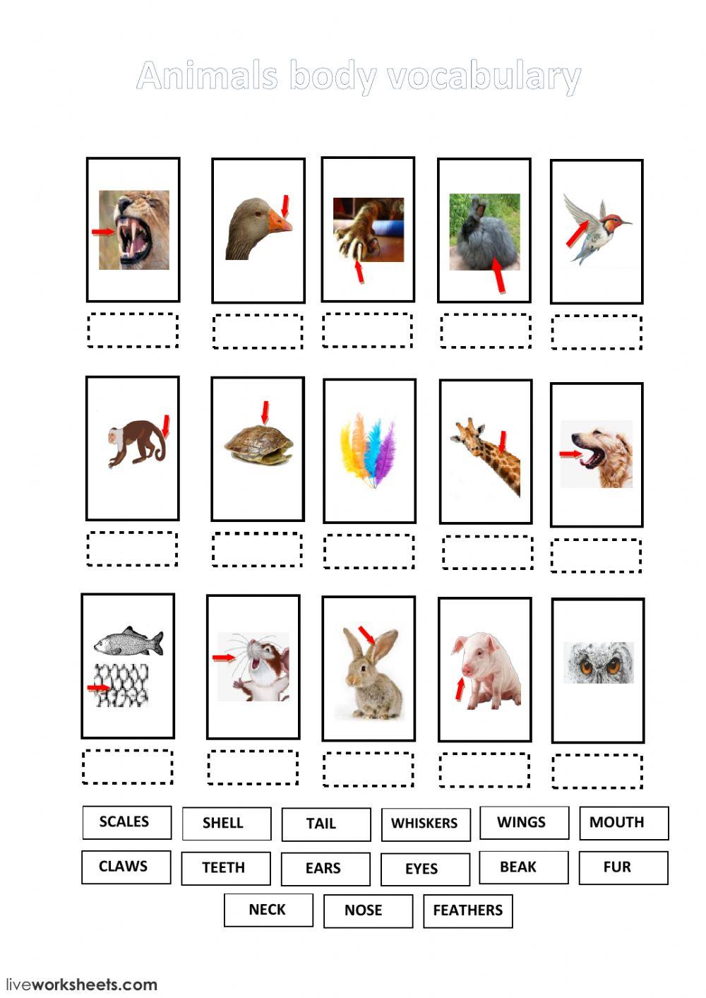Animals body vocabulary