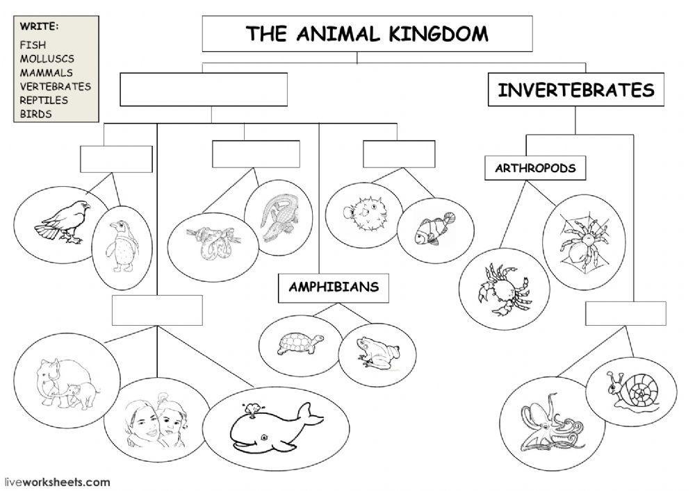 The animal kingdom - classification diagram