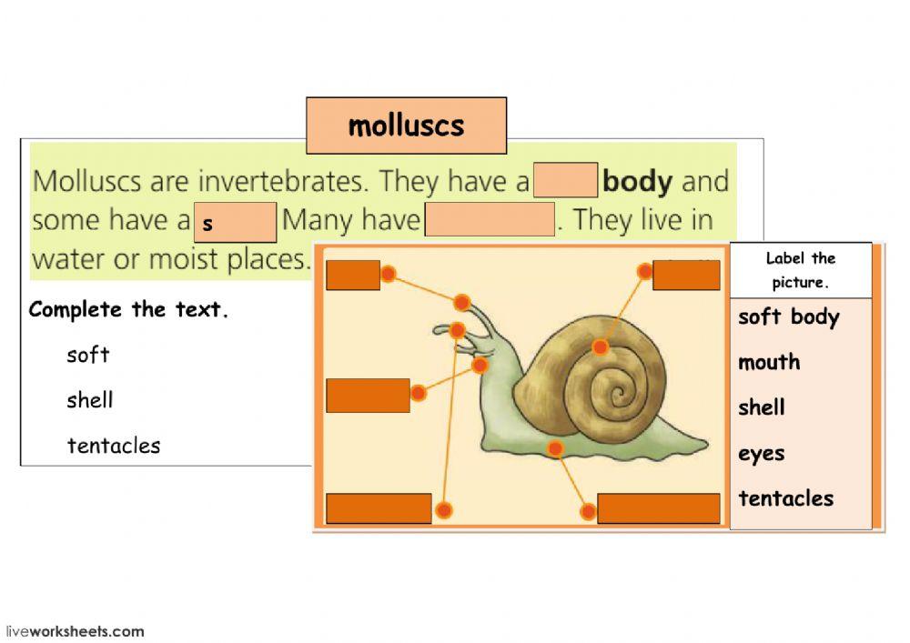 molluscs