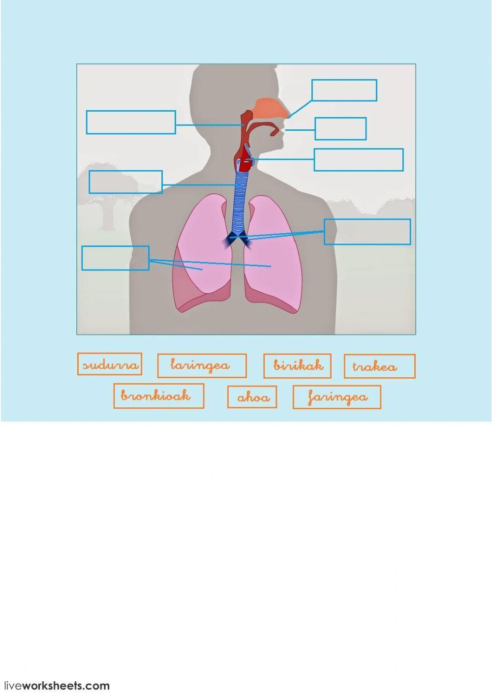 DIGESTIO-ARNAS APARATUAK