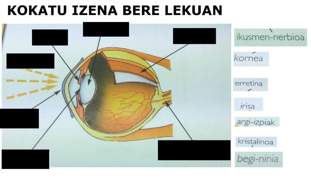 Ikusmena. Begiaren parteak Ikusmena. Begiaren parteak