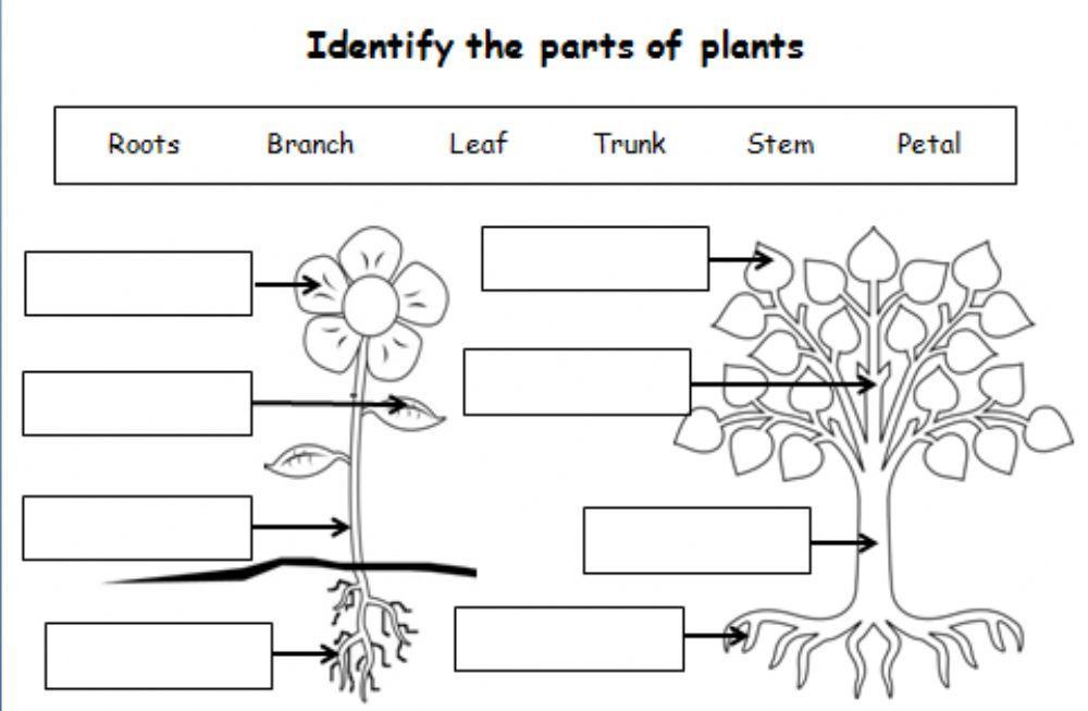 Parts of the Plant 