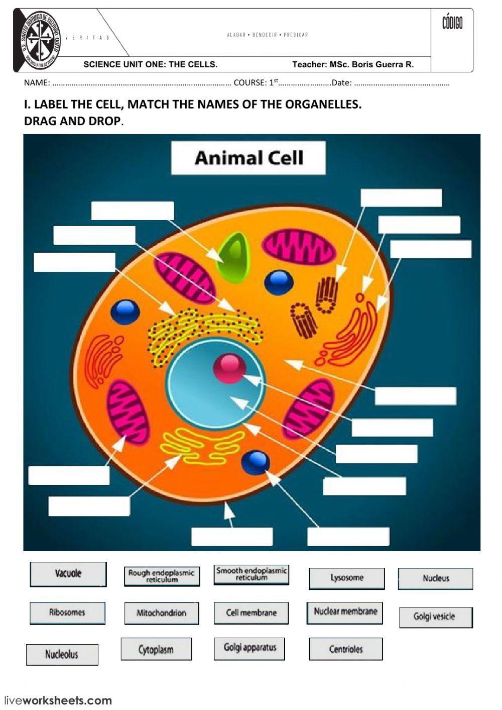 ANIMAL AND PLANT CELLS