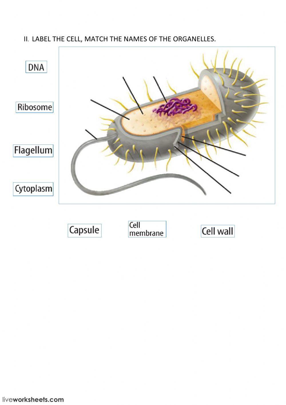 ANIMAL AND PLANT CELLS