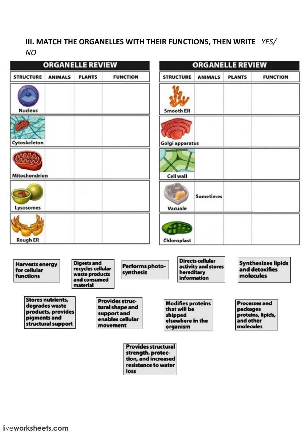 ANIMAL AND PLANT CELLS