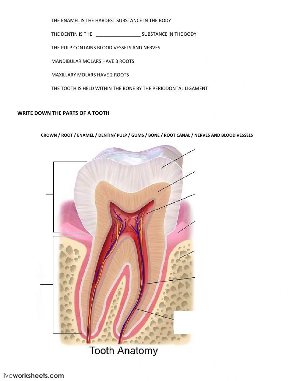 TOOTH ANATOMY FIXED