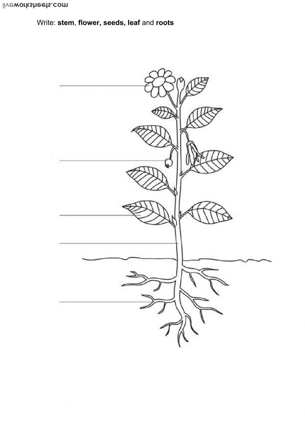 plants-activity-live-worksheets