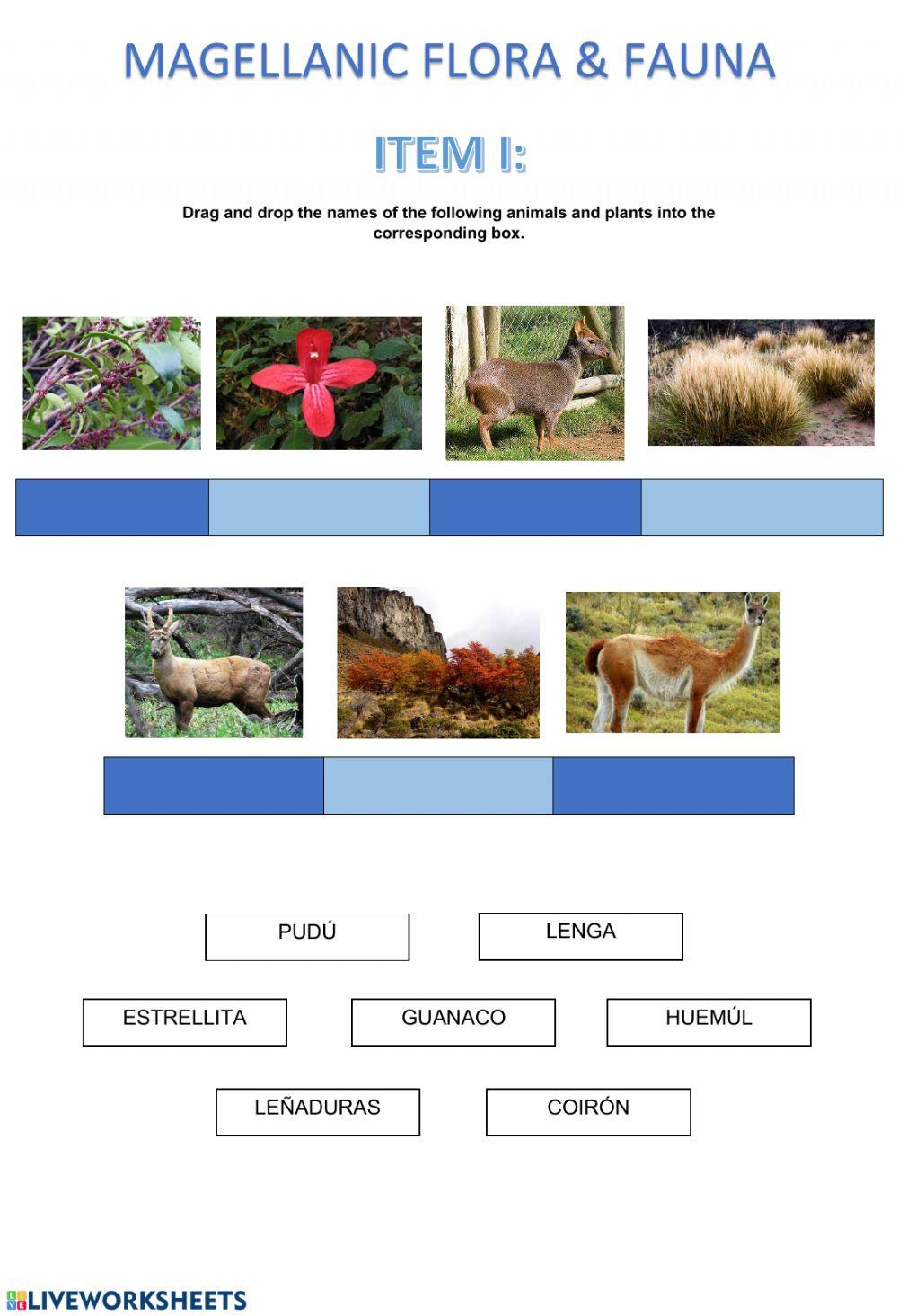 Magellanic flora & fauna