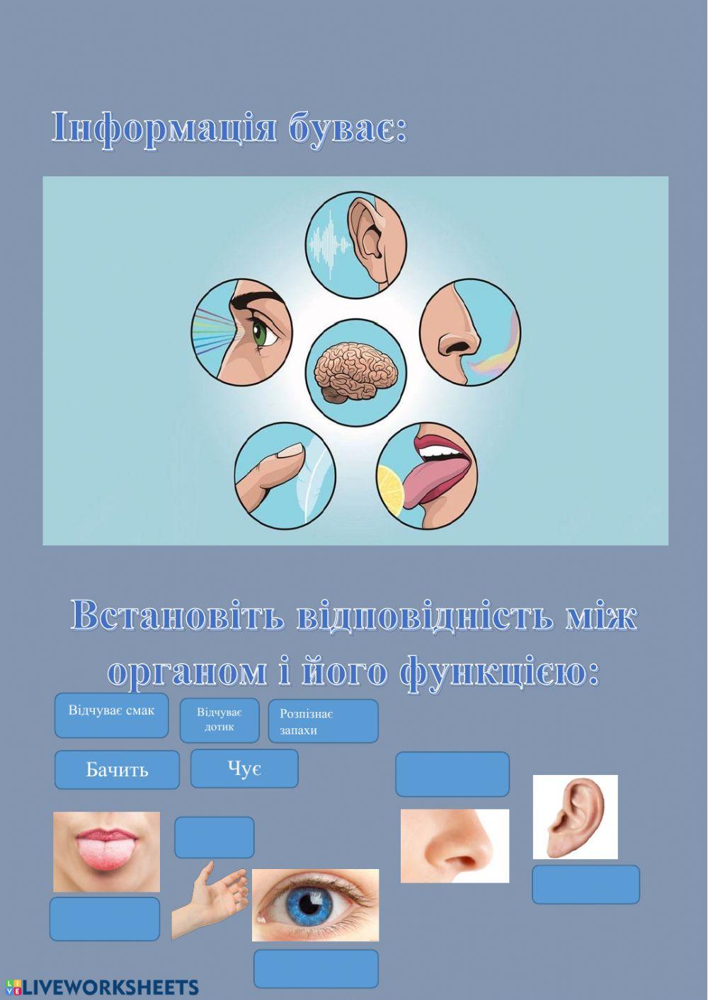 Органи чуття