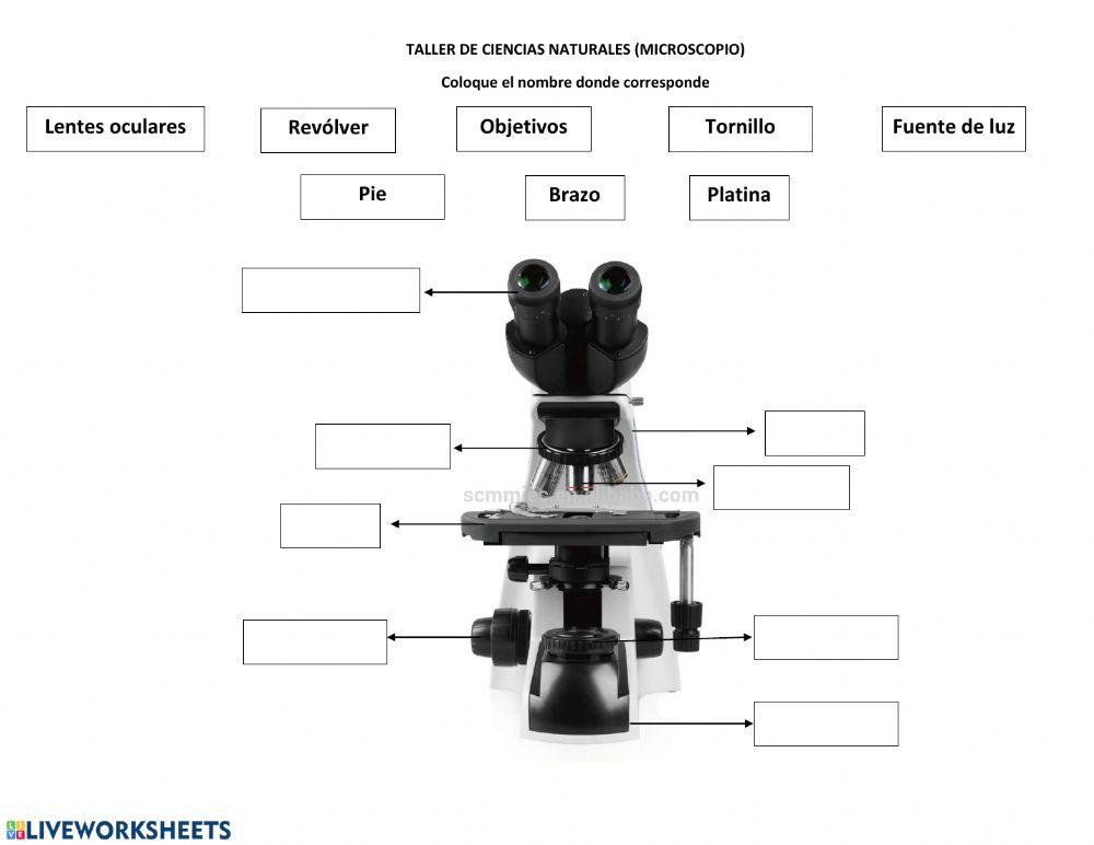 Partes del microscopio