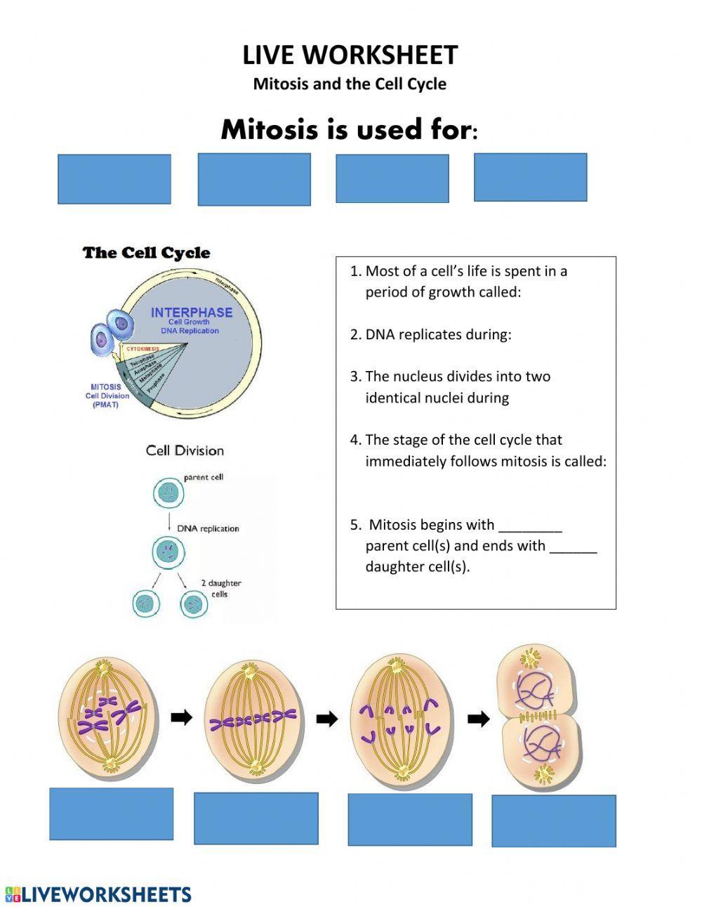 LIVE WORK SHEET: Mitosis and Cell Division