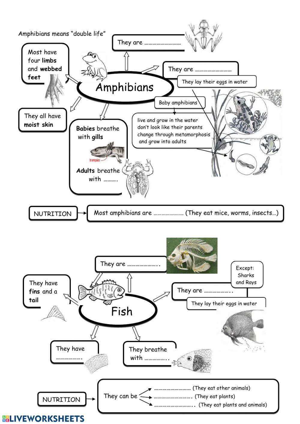 Mammals, birds, reptiles, amphibians and fish