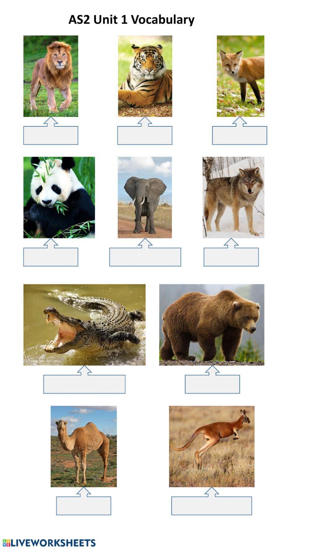 AS2 Unit1 Vocabulary: Wild Animals