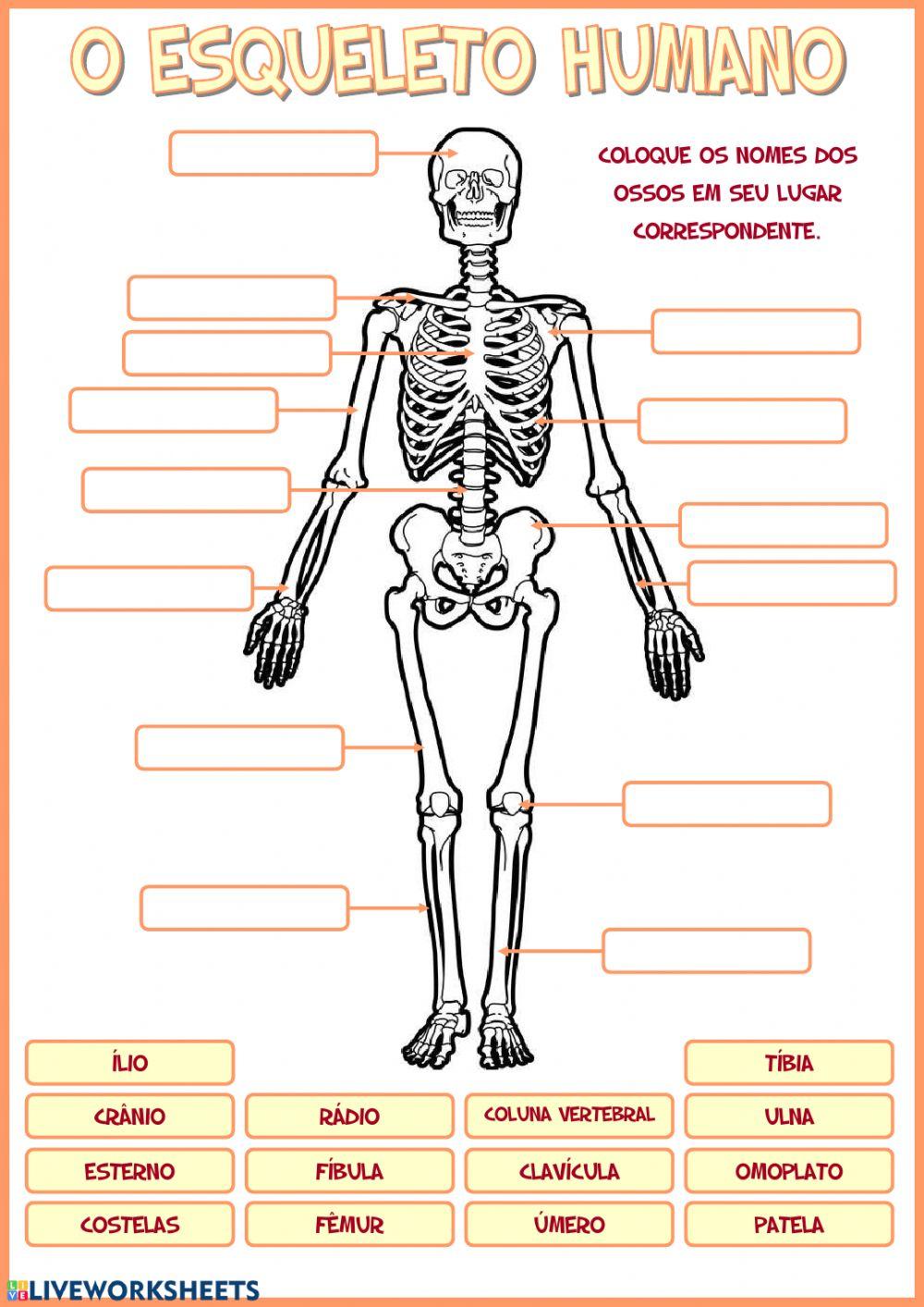 O esqueleto humano