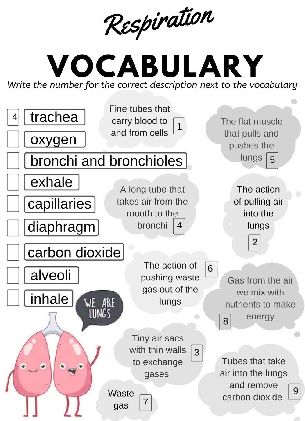 Respiratory system vocabulary