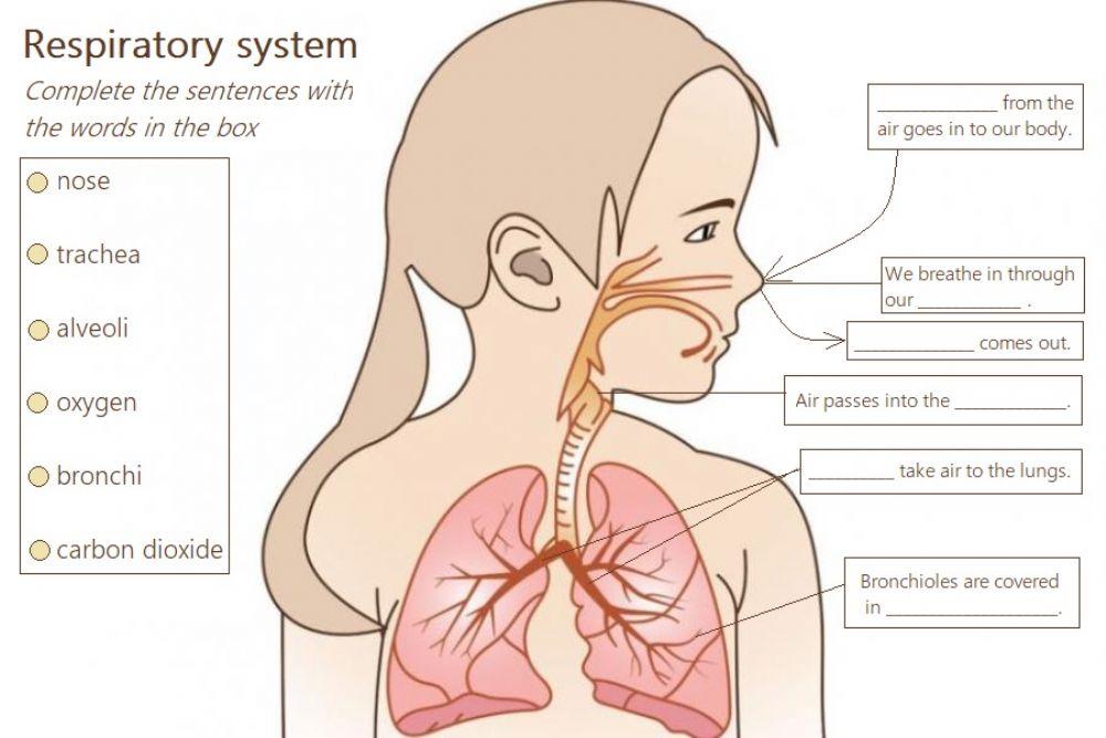 Respiratory system gap fill