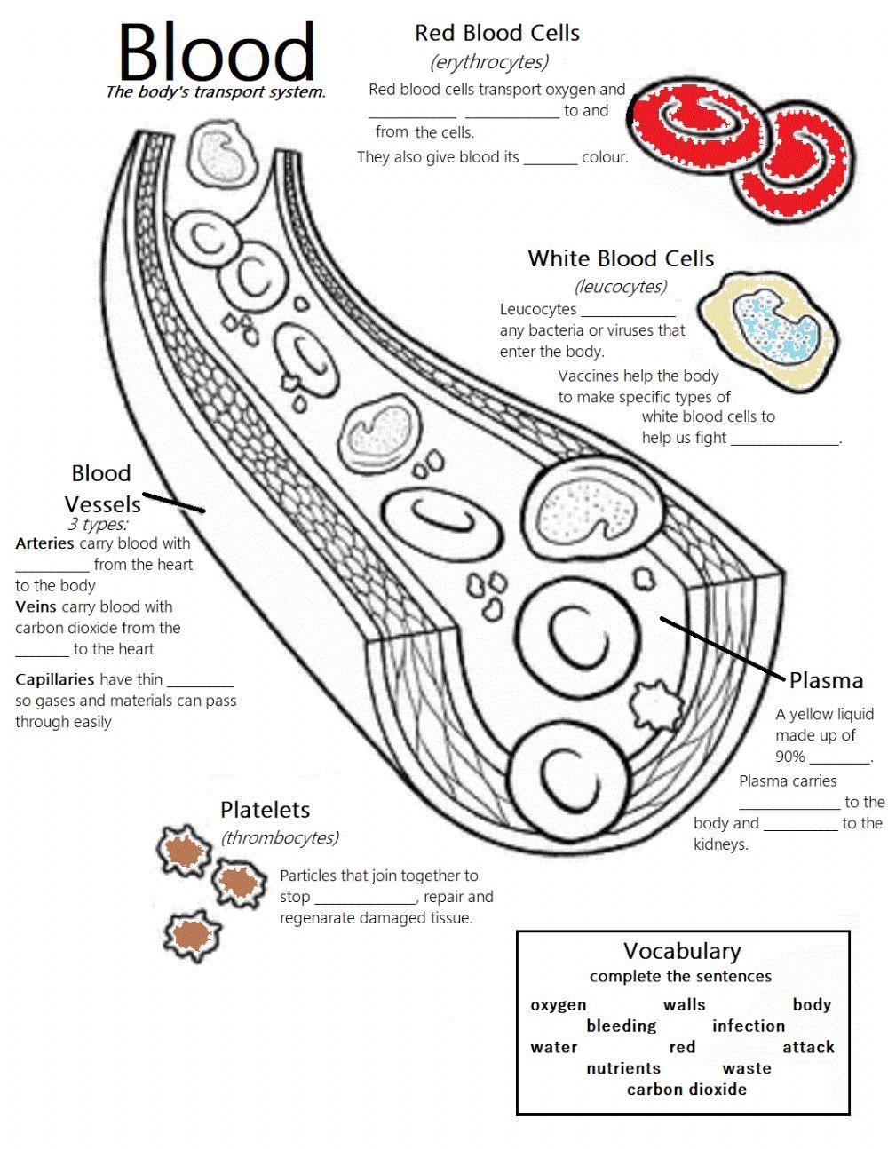 Blood components worksheet | Live Worksheets Blood components worksheet | Live Worksheets