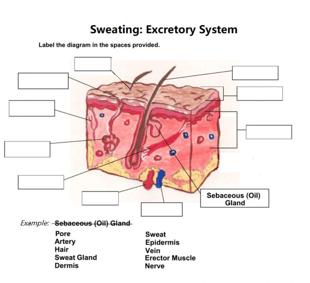 Sweat and the Excretory System