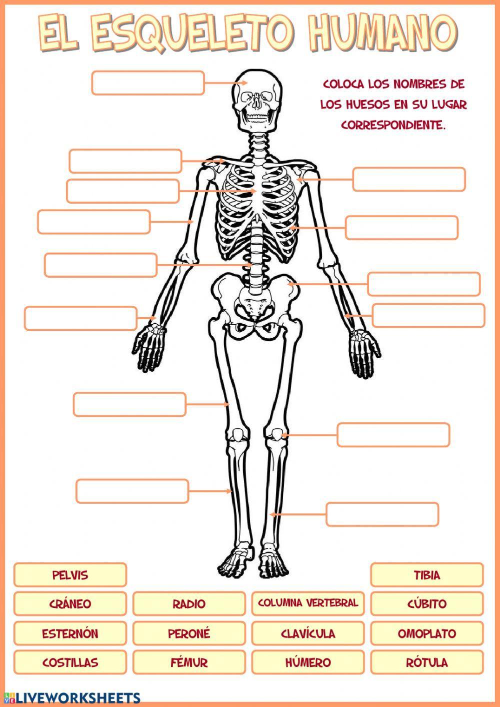 Ficha: el esqueleto humano para primaria (teacher made)