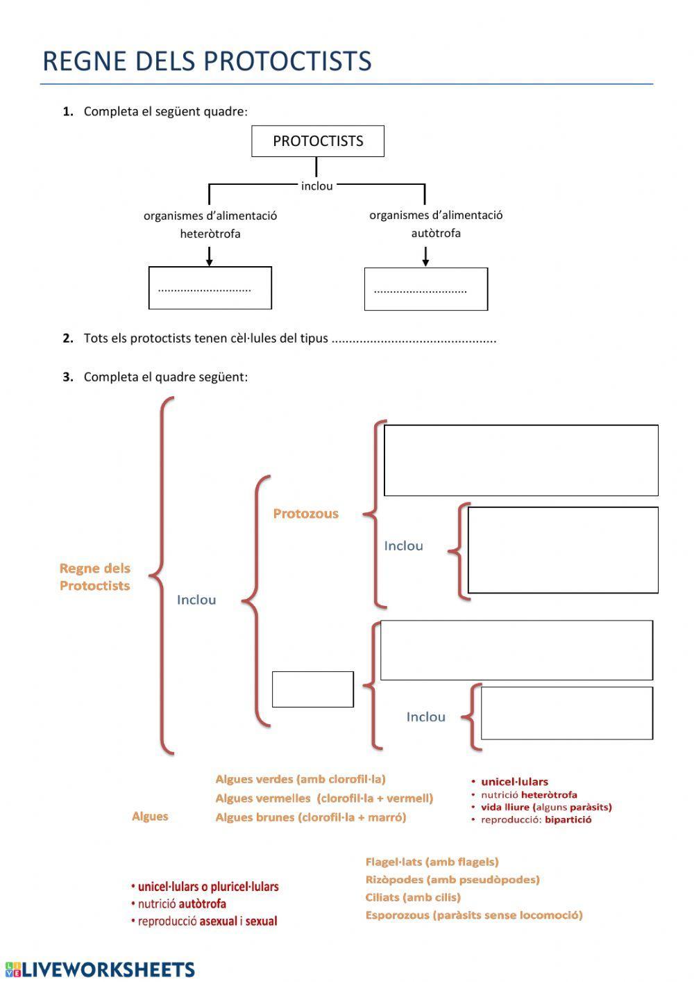 Regne dels protoctists