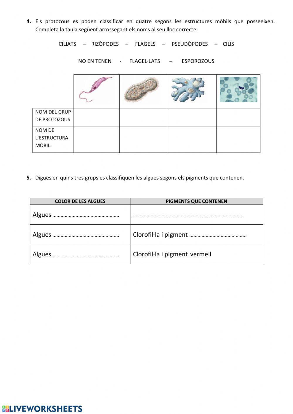 Regne dels protoctists
