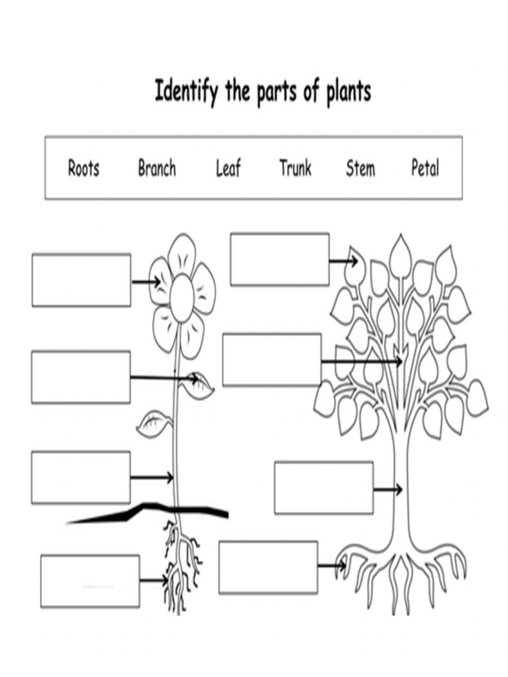 Parts of Plants