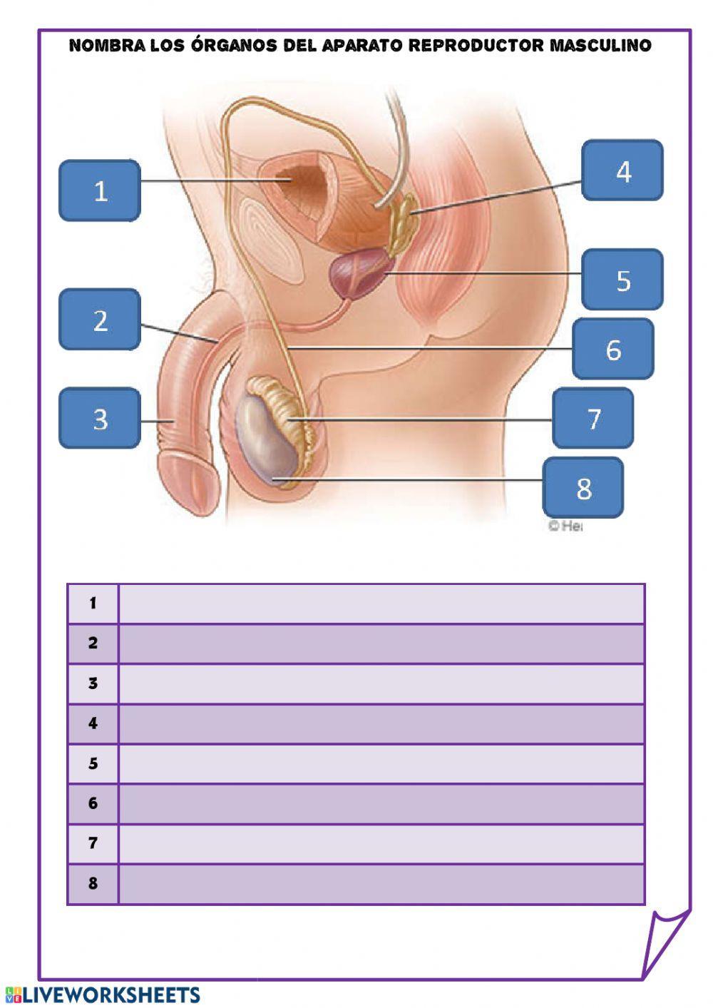 sistema reproductor masc y fem