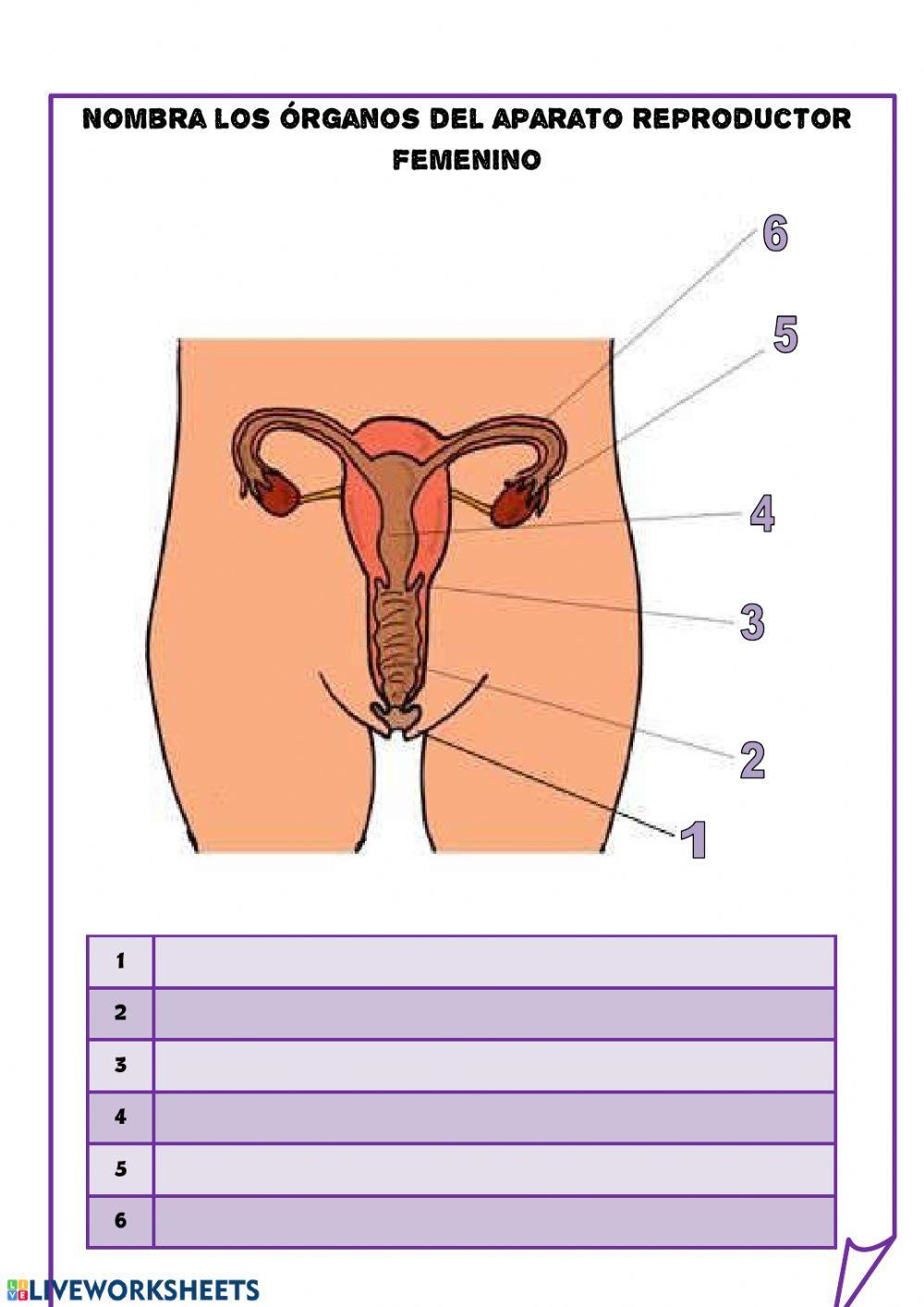 sistema reproductor masc y fem