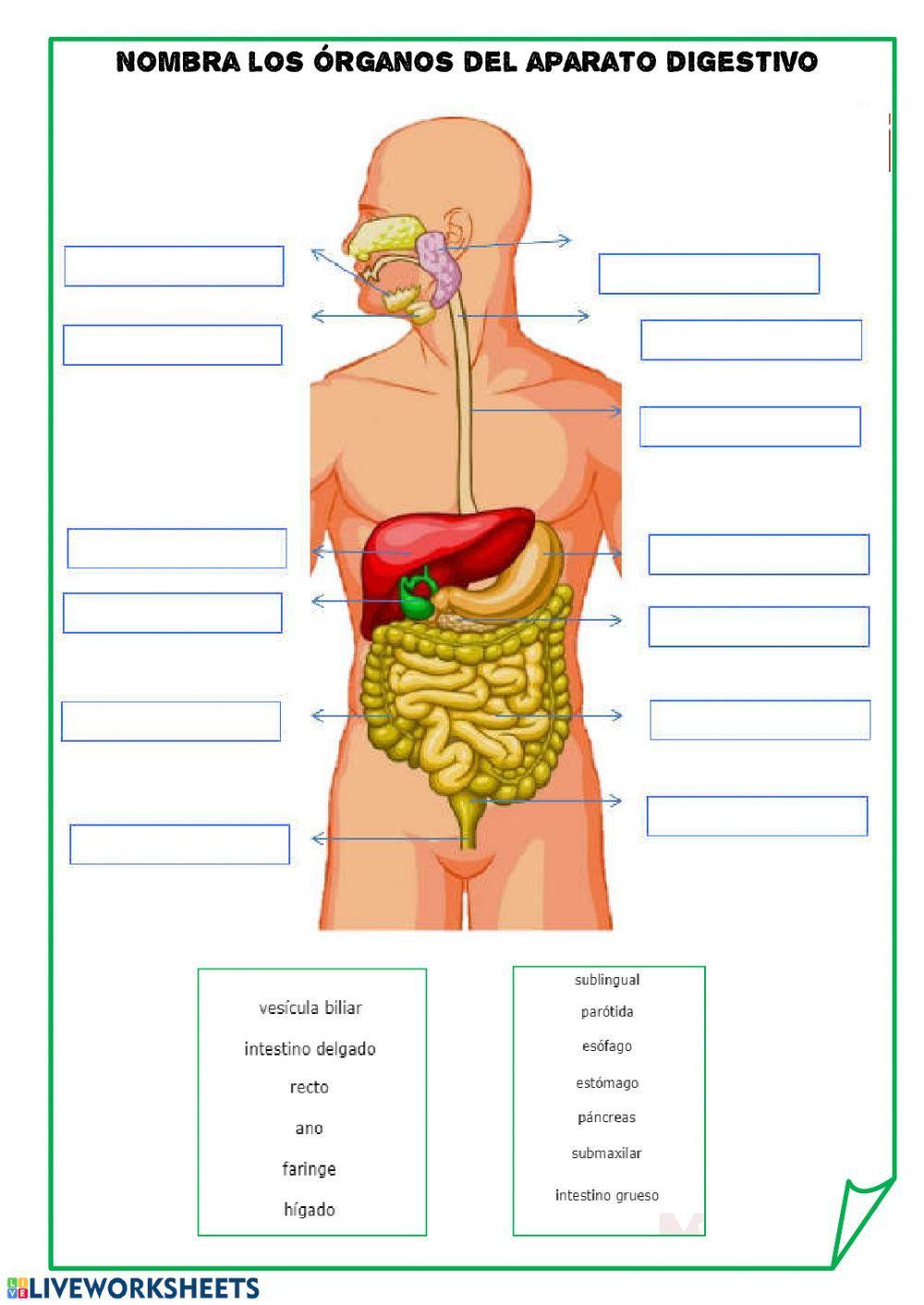 sistema digestivo 1
