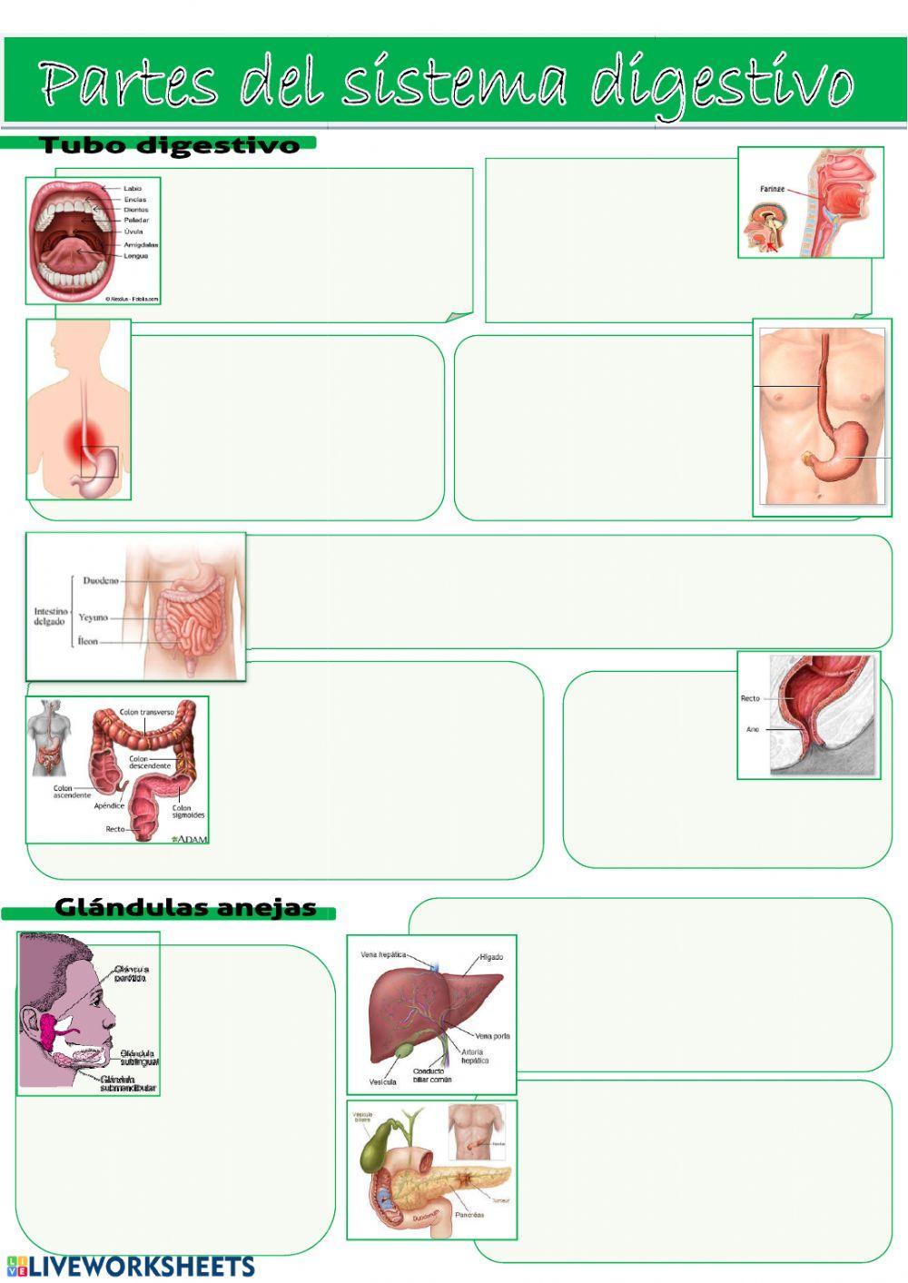 sistema digestivo 2 sistema digestivo 2