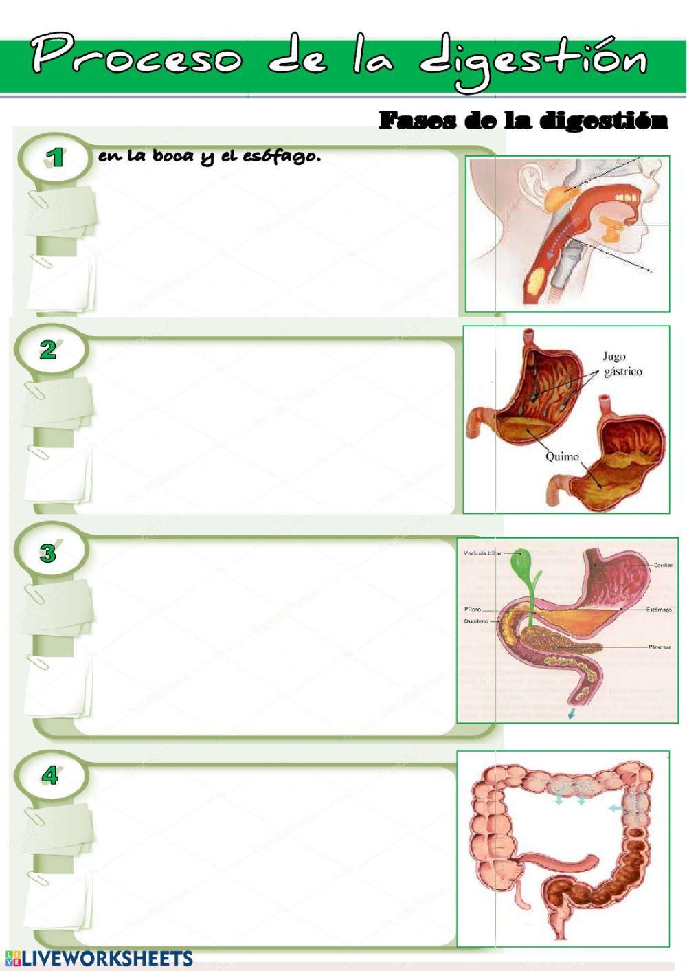 sistema digestivo 2 sistema digestivo 2