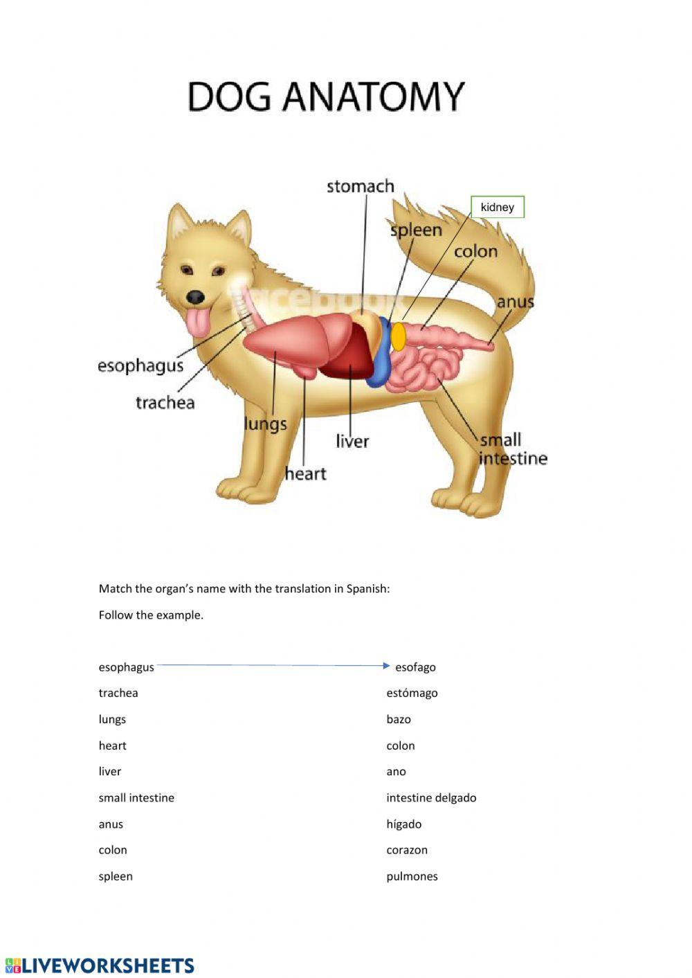 Dog Anatomy